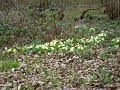 2011-0329-1515_Primroses_Rowhook_West_Sussex_15C